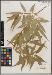 Foto von Salix caudata (Nutt.) A. Heller